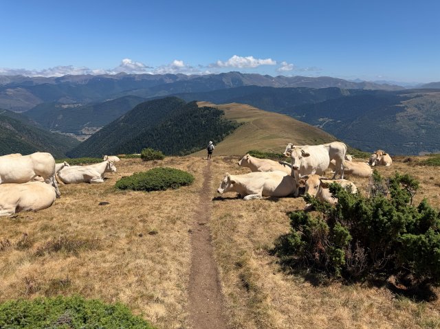 Cows on the way down