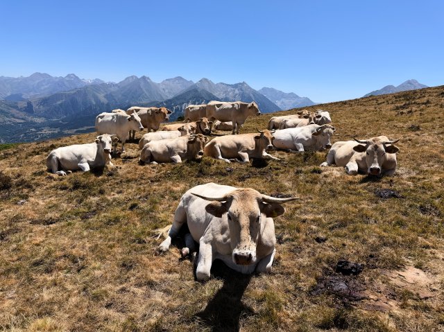 Cows, cows, cows.  And flies.