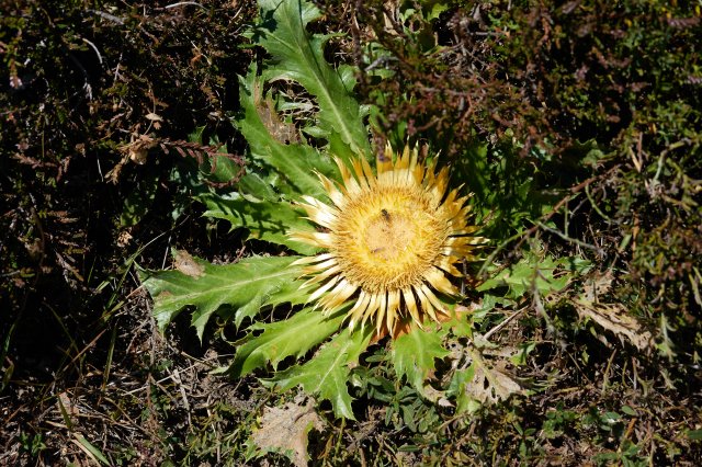 Thistle in the pasture.  Nothing for the cows.