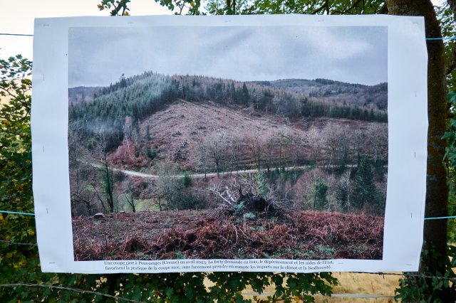 French forests are as pretty as their pastures