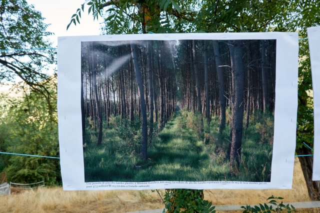 Douglas Firs