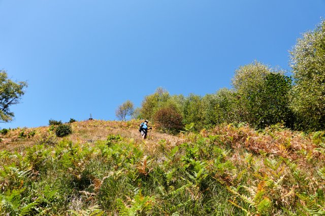 Birch trees defoliating on the hot slopes