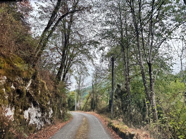 Drought has made trees lose leaves early (it's 6 Aug now)